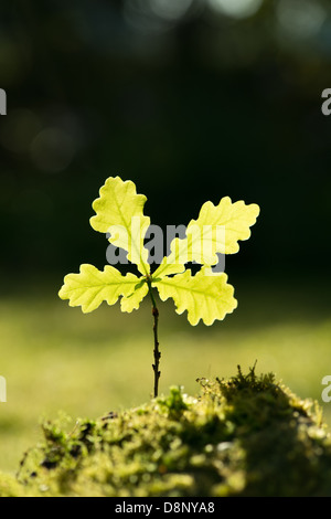 Neue Blätter aus einer einzigen Eiche Bäumchen beleuchtet zurück gegen Sonnenaufgang in Wiese am Waldrand Stockfoto