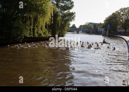 Windsor, UK. 2. Juni 2013. Konkurrenten, die Teilnahme an der menschlichen offenen Wasser schwimmen Rennserie in Windsor, Berkshire auf der Themse. Die Teilnehmer schwimmen 750m, 1500m oder 3 km Credit: Andrew Spiers/Alamy Live News Stockfoto