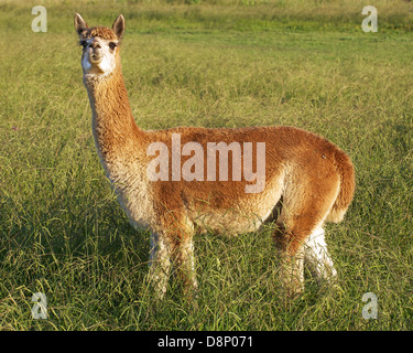 eine einzelne braune Alpaka in einem Feld - am späten Nachmittag Stockfoto