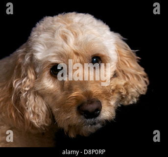 eine Porträtaufnahme von einen Spoodle, eine Kreuzung zwischen einem Spaniel und Pudel Stockfoto