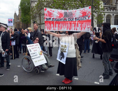 London, UK. 1. Juni 2013. BNP, Anti-Facist und Badget Cull Kundgebungen, in London, Vereinigtes Königreich. Bildnachweis: JOHNNY ARMSTEAD/Alamy Live-Nachrichten Stockfoto