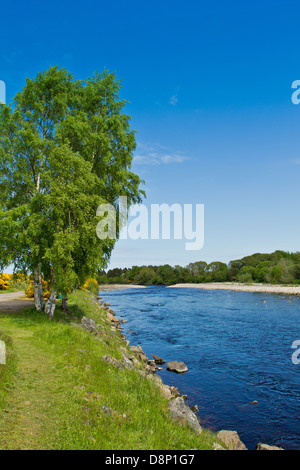 DER UNTERE TEIL DES ROTEN CRAIG POOL MIT SILBER BIRKEN AUF DER RIVER FINDHORN-SCHOTTLAND Stockfoto