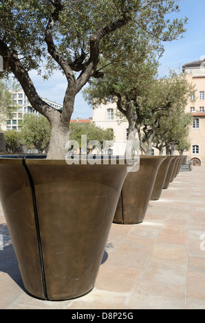 Reihe von Riesenplantern oder Blumentöpfen mit Olivenbäumen auf dem öffentlichen Platz neben dem Rathaus oder der Mairie Marseille Provence Frankreich Stockfoto