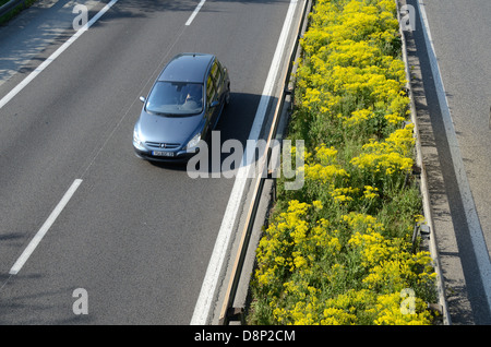 Französische Autobahn oder Autoroute mit gelben Wildblumen, gemeinem Ragwort, jacobaea vulgaris, im Zentralreservat oder im Medianstreifen Frankreich Stockfoto