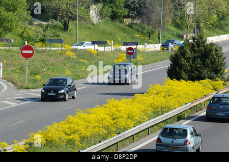 Autobahn, Autobahn oder französische Autoroute mit Frühlingsblumen Gemeines Ragwort, Jacobaea vulgaris, im Zentralreservat oder Median Strip Frankreich Stockfoto