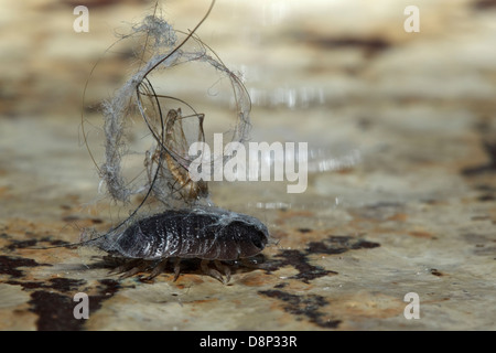 Gemeinsamen grobe Assel, Asseln (Porcellio Scaber) mit Staub auf der Rückseite Stockfoto