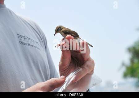 Graceful Prinia auch anmutige Warbler (Prinia Gracilis) beringt, gemessen und gewogen. Stockfoto