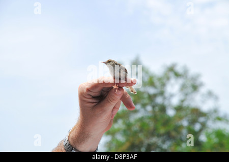 Graceful Prinia auch anmutige Warbler (Prinia Gracilis) beringt, gemessen und gewogen. Stockfoto