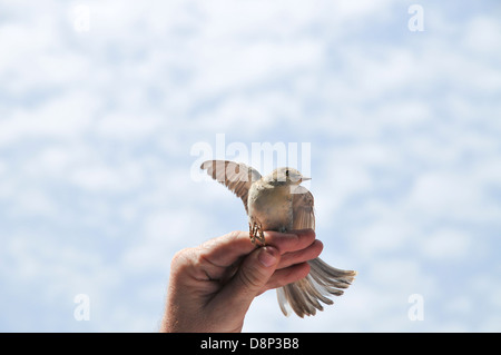 Unreife Barred Warbler (Sylvia Nisoria) beringt, gemessen und gewogen. Stockfoto