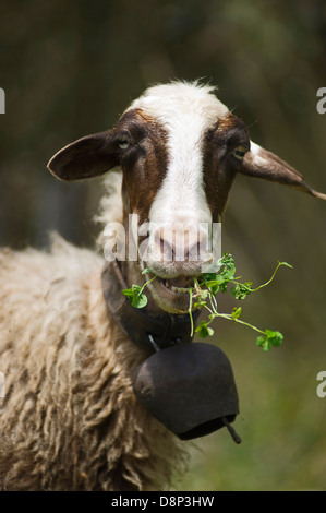 Porträt von einer weidenden Schafen Blick in die Kamera (Griechenland) Stockfoto
