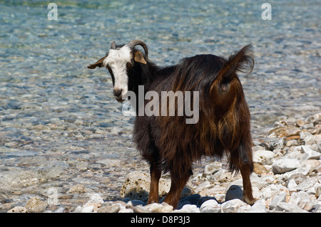 Ziege stehend auf einem Kiesstrand (Griechenland) Stockfoto