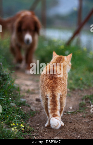 Katze trifft Hund Stockfoto