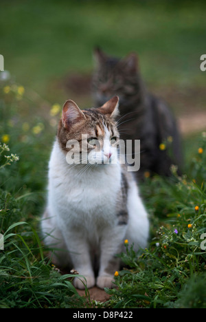 Zwei Hauskatzen sitzen in Blumenwiese Stockfoto