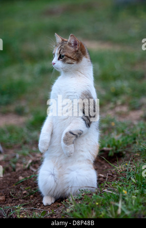 Die Katze sitzt aufrecht auf den Hinterbeinen auf der Suche nach etwas Stockfoto