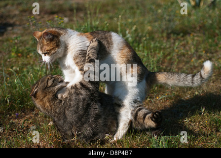 Zwei Hauskatzen spielen Stockfoto