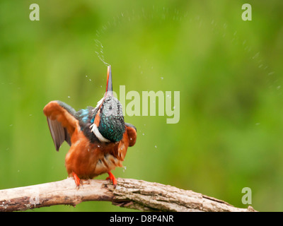 Weiblicher Eisvogel (Alcedo Atthis) mit einen Shake nach dem Versuch nicht erfolgreich Angeln Stockfoto