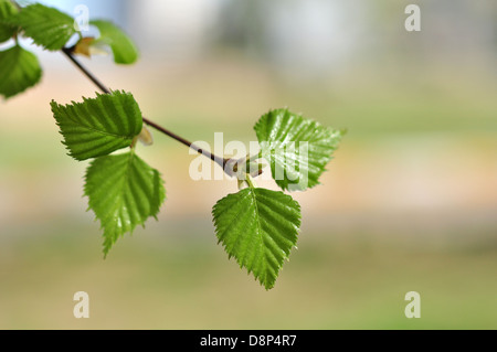 Blätter der Birke im Frühling Park Nahaufnahme Stockfoto