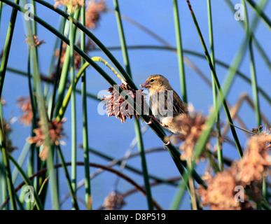 Weiblichen südlichen Masked Weaver oder afrikanischen maskierte Weber (Ploceus Velatus) thront auf Reed. Stockfoto