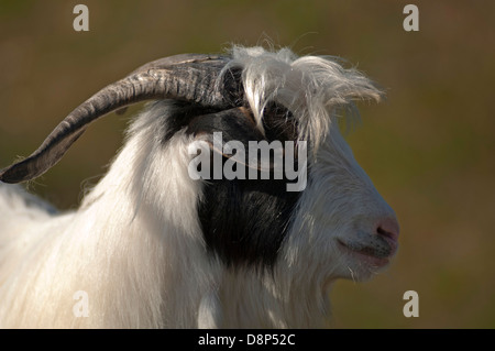 Porträt einer Ziege im Profil Stockfoto