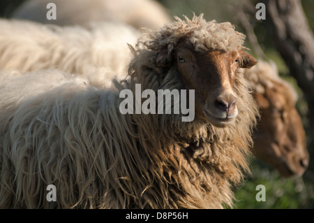 Schafe im Feld Blick in die Kamera (Griechenland) Stockfoto