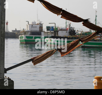 Thyrsites Atun, "Snoek" oder 'Cape Snoek', wird gesalzen und Luft getrocknet für den Verkauf an einheimischen im Hafen von Kalk Bay. Stockfoto