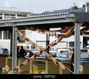 Thyrsites Atun, "Snoek" oder 'Cape Snoek', wird gesalzen und Luft getrocknet für den Verkauf an einheimischen im Hafen von Kalk Bay. Stockfoto