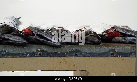 Frische "Snoek" oder "Cape Snoek', (Thyrsites Atun) für den Verkauf am Hafen in Kalk Bay, in der Nähe von Kapstadt. Stockfoto