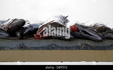 Frische "Snoek" oder "Cape Snoek', (Thyrsites Atun) für den Verkauf am Hafen in Kalk Bay, in der Nähe von Kapstadt. Stockfoto