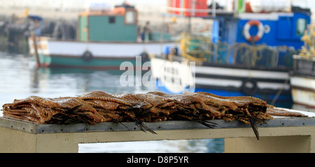 Gesalzen frische "Snoek" oder "Cape Snoek', (Thyrsites Atun) für den Verkauf am Hafen in Kalk Bay, in der Nähe von Kapstadt. Stockfoto