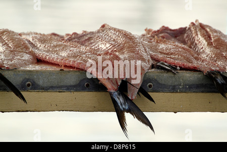 Gesalzen frische "Snoek" oder "Cape Snoek', (Thyrsites Atun) für den Verkauf am Hafen in Kalk Bay, in der Nähe von Kapstadt. Stockfoto