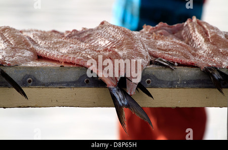 Gesalzen frische "Snoek" oder "Cape Snoek', (Thyrsites Atun) für den Verkauf am Hafen in Kalk Bay, in der Nähe von Kapstadt. Stockfoto