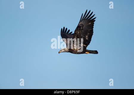 Weißkopf-Seeadler (Haliaeetus Leucocephalus) im Flug zeigt noch fleckig Gefieder. Stockfoto