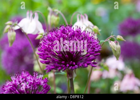 Allium 'Purple Sensation' und Aquilegias in einem englischen Garten. Stockfoto