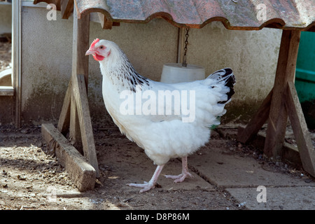 Freilandhaltung Huhn (Zucht Licht Sussex) in der Nähe von Futterhäuschen im Garten in Bristol, Großbritannien Stockfoto