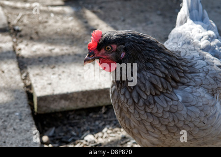 Freilaufenden Hühnern (Vielzahl Bluebell Huhn) im Garten in Bristol, Großbritannien Stockfoto