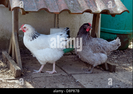 Freilaufenden Hühnern (Rassen Light Sussex und Bluebell Huhn) in der Nähe von Futterhäuschen im Garten in Bristol, Großbritannien Stockfoto