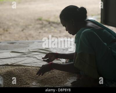 3. September 2012 - Naroda, Gujarat, Indien - Worker Arten Samen auf einem Bauernhof in Naroda, Indien (Credit-Bild: © David H. Wells/ZUMAPRESS.com) Stockfoto