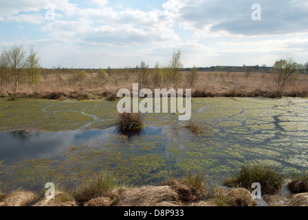 Freistatter Moor, Niedersachsen, Deutschland. Stockfoto