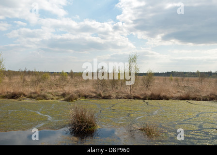 Freistatter Moor-Niedersachsen-Deutschland Stockfoto