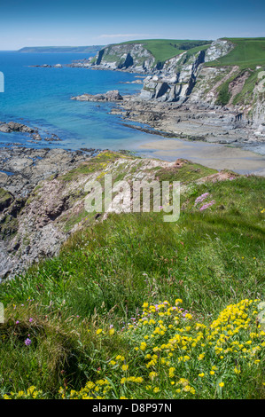 Blick von hohen Klippen mit wilden Blumen zu einer felsigen Bucht an einem Frühlingstag mit Teppichboden ausgelegt. Ayrmer Cove, South Hams, Devon. UK Stockfoto