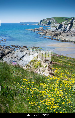 Blick von hohen Klippen mit wilden Blumen zu einer felsigen Bucht an einem Frühlingstag mit Teppichboden ausgelegt. Ayrmer Cove, South Hams, Devon. UK Stockfoto