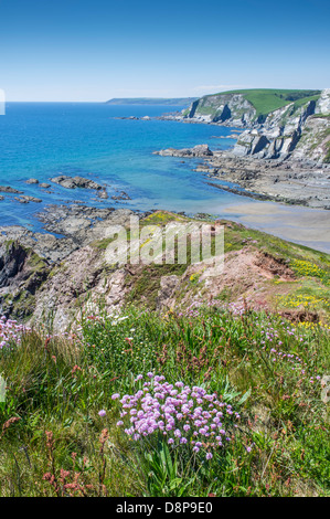 Blick von hohen Klippen mit wilden Blumen zu einer felsigen Bucht an einem Frühlingstag mit Teppichboden ausgelegt. Ayrmer Cove, South Hams, Devon. UK Stockfoto