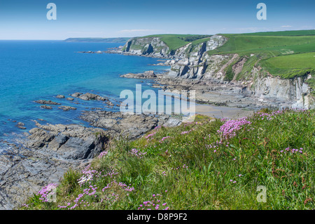 Blick von hohen Klippen mit wilden Blumen zu einer felsigen Bucht an einem Frühlingstag mit Teppichboden ausgelegt. Ayrmer Cove, South Hams, Devon. UK Stockfoto