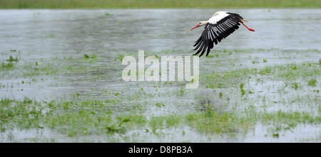 Storch fliegt über einer überfluteten Wiese in der Nähe von Woernitzstein, Deutschland, 2. Juni 2013. Starke Regenfälle verursachen Überschwemmungen höchst problematische Situation in Bayern. Für die Störche ist dies eine ideale Fütterung Situation. FOTO: STEFAN PUCHNER Stockfoto