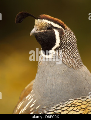 Eine bunte Porträt von einem männlichen Kalifornien Wachteln. Stockfoto