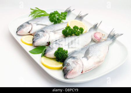 Rohe aus Goldbrasse mit Zitronenscheiben und Kräutern Stockfoto