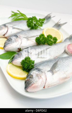 Rohe aus Goldbrasse mit Zitronenscheiben und Kräutern Stockfoto