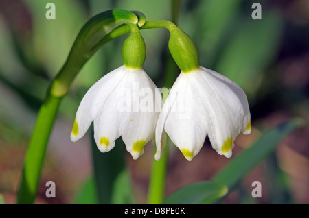 Schließen Sie herauf Bild von zwei Schneeglöckchen im Garten Stockfoto