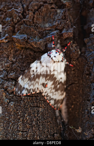 Schmetterling sitzt auf einem Baum-Stamm-Makro Stockfoto