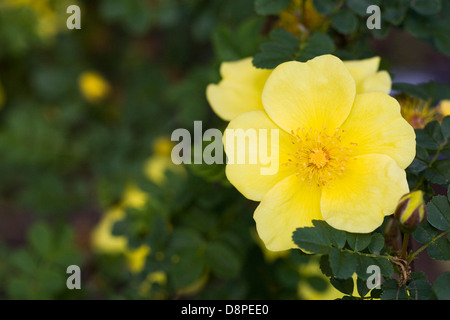 Rosa 'Goldene Chersones'. Gelbe rose Porträt. Stockfoto